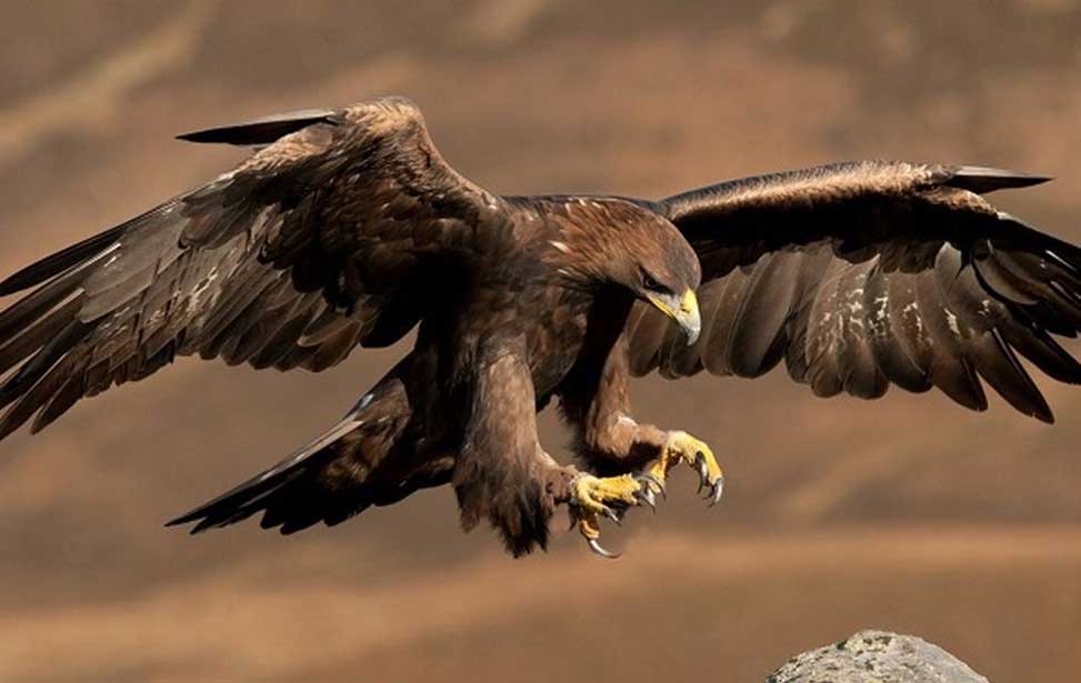 Eagle